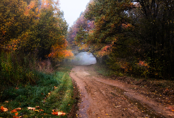 road in the fog / ***