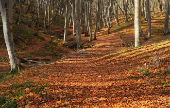 Autumn forest / ***