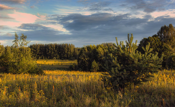 Evening in the woods / ***