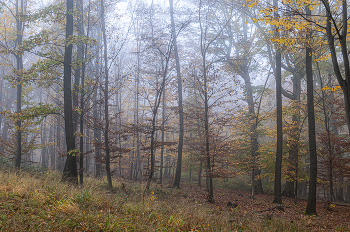Autumn forest / ***