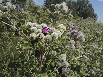 &nbsp; / Ārctium tomentōsum