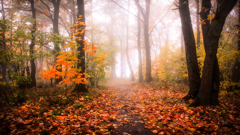 Fog in the forest / ***