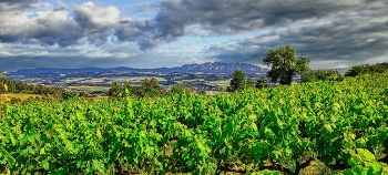 Subirats - caves Llopart - Alt Penedès / Subirats - caves Llopart - Alt Penedès
