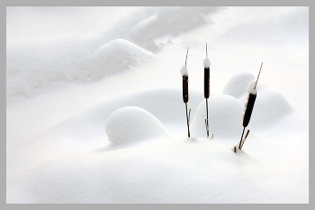 Three Comrades / ***