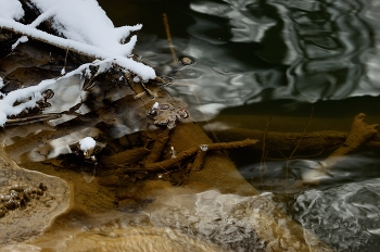 creek in the woods / ***