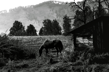 Landscape with a horse / ***