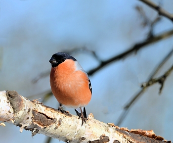 Bullfinch / ***