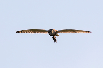 September morning / ***