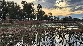 Deltebre - barraques i arrossars - Baix Ebre / Deltebre - barraques i arrossars - Baix Ebre