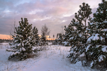 In the winter forest. / ***
