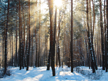 Frost and sun ... / ***