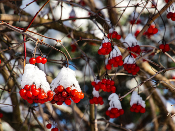 Red viburnum / ***