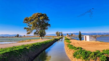 Delta de l'Ebre - canal - Baix Ebre / Delta de l'Ebre - canal - Baix Ebre