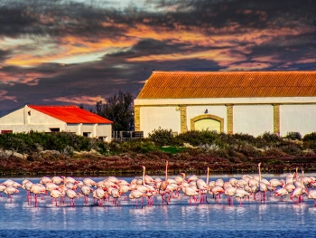 Delta de l'Ebre - l'Encanyissada (flamencs) - Baix Ebre / Delta de l'Ebre - l'Encanyissada (flamencs) - Baix Ebre