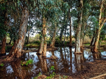 Amposta - Ullals de Baltasar - Montsià / Amposta - Ullals de Baltasar - Montsià