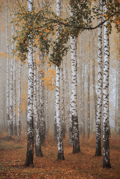 Foggy morning / Nikon D750 70-300mm f/4.5 ISO400