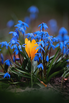 spring contrast / ***