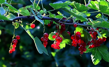 Currant / ***