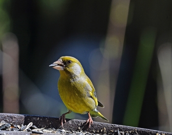 Yellow Wagtail / ***