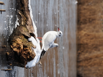 &nbsp; / 300mm
f8.0
1/500
iso 200