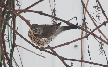 Thrush Fieldfare / ***