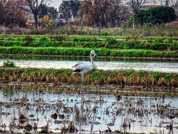 Delta de l'Ebre - flamenc - Baix Ebre / Delta de l'Ebre - flamenc - Baix Ebre