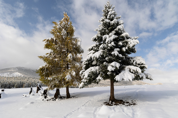 Yellow and green / ***