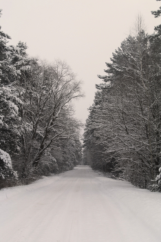 Winter road / ***