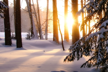 Frosty morning. / ***