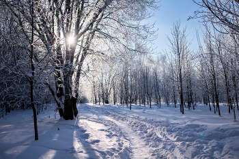 Frosty morning / ***