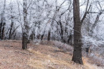 Frosty morning... / ***