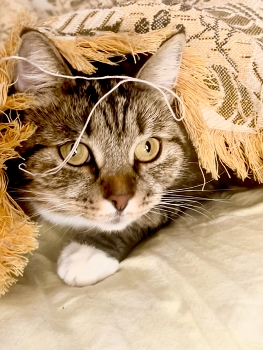 Fog dissipates / ***