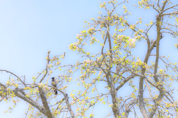 It\'s time to bloom 2 / ...