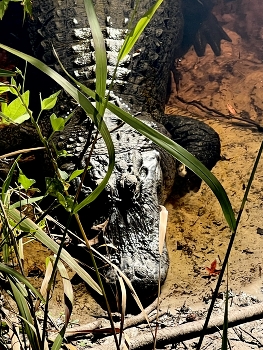 Alligator’s siesta time / Alligator in Econ River, Florida