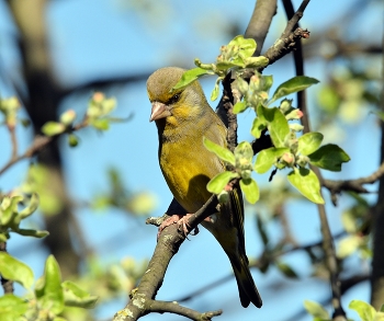 Yellow Wagtail / ***