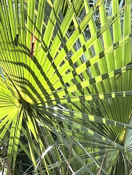Geometry in Nature / Saw palmetto palm tree leaves
