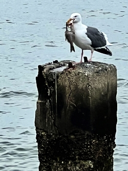 Seagull at breakfast / A seagull caught a large fish