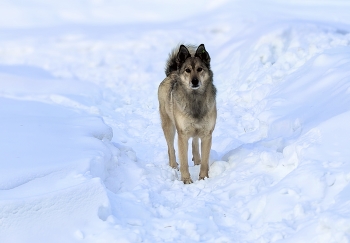 On the winter trail / ***