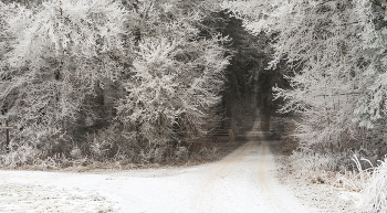 Fork in the woods / ***