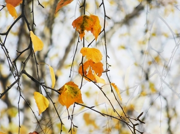 *Autumn sketch** / ***