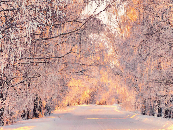 Evening winter road / ***