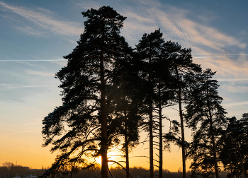Pine trees at sunset / ***
