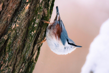 Eurasian nuthatch / ***