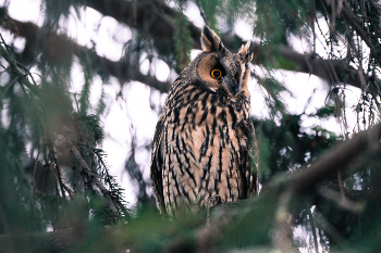 Screech-owl / ***
