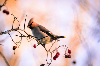 waxwing / ***