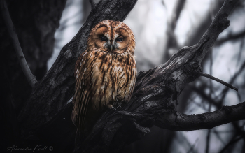 Insomnia / ***