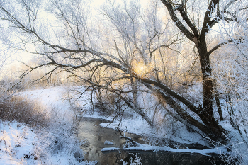 winter / ***