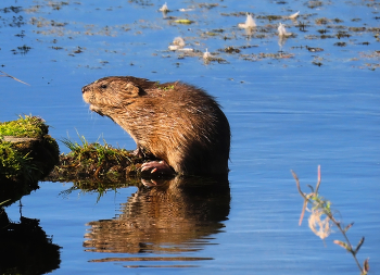 Muskrat / ***