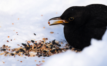 thrush / ***
