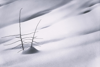 Snow / ***
